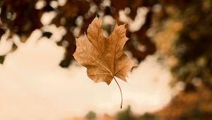 Preview wallpaper maple, autumn, leaves, focus