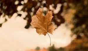 Preview wallpaper maple, autumn, leaves, focus