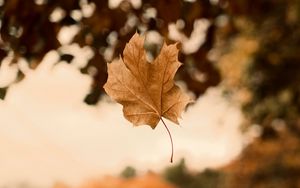 Preview wallpaper maple, autumn, leaves, focus