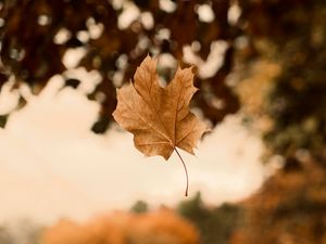 Preview wallpaper maple, autumn, leaves, focus