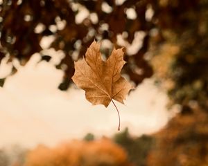 Preview wallpaper maple, autumn, leaves, focus