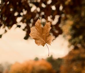 Preview wallpaper maple, autumn, leaves, focus
