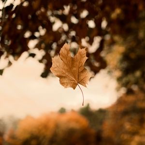 Preview wallpaper maple, autumn, leaves, focus