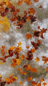 Preview wallpaper maple, autumn, leaves, ice