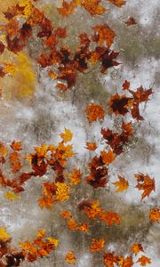 Preview wallpaper maple, autumn, leaves, ice