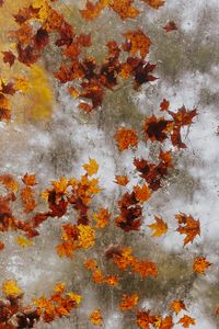 Preview wallpaper maple, autumn, leaves, ice