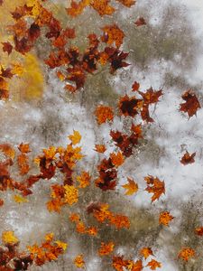 Preview wallpaper maple, autumn, leaves, ice