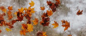 Preview wallpaper maple, autumn, leaves, ice