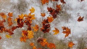 Preview wallpaper maple, autumn, leaves, ice