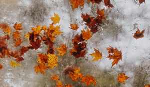 Preview wallpaper maple, autumn, leaves, ice
