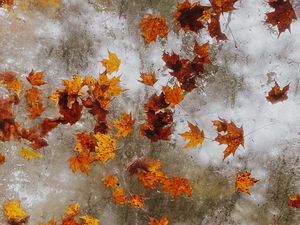 Preview wallpaper maple, autumn, leaves, ice