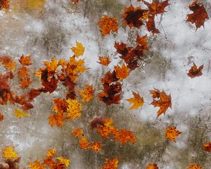 Preview wallpaper maple, autumn, leaves, ice