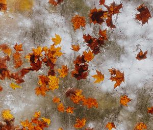 Preview wallpaper maple, autumn, leaves, ice