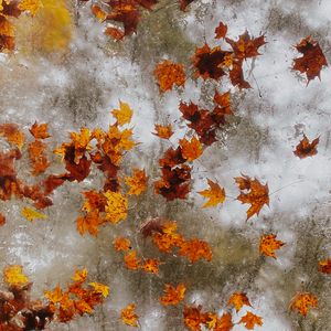 Preview wallpaper maple, autumn, leaves, ice