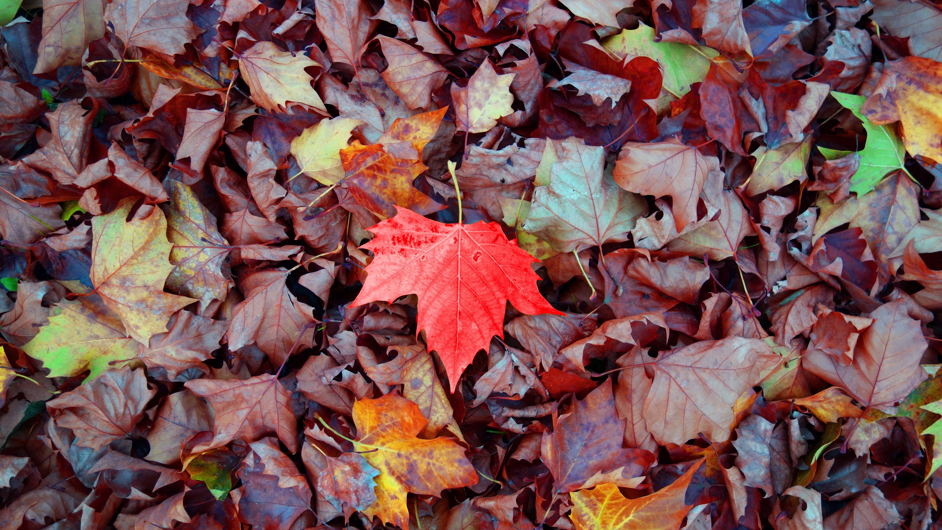 Download wallpaper 3840x2160 maple, autumn, leaves, fallen 4k uhd 16:9