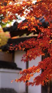 Preview wallpaper maple, autumn, maple leaves, leaves, branches