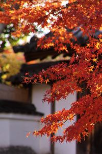 Preview wallpaper maple, autumn, maple leaves, leaves, branches