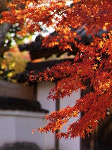 Preview wallpaper maple, autumn, maple leaves, leaves, branches