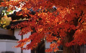 Preview wallpaper maple, autumn, maple leaves, leaves, branches