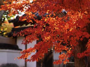 Preview wallpaper maple, autumn, maple leaves, leaves, branches