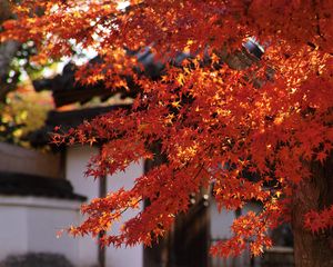 Preview wallpaper maple, autumn, maple leaves, leaves, branches