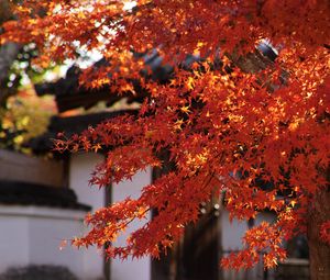 Preview wallpaper maple, autumn, maple leaves, leaves, branches