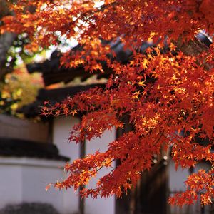 Preview wallpaper maple, autumn, maple leaves, leaves, branches