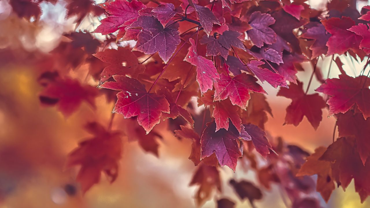 Wallpaper maple, autumn, maple leaves, blur, red