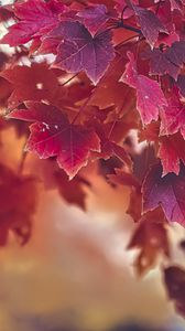 Preview wallpaper maple, autumn, maple leaves, blur, red