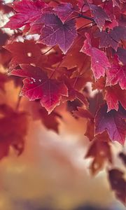 Preview wallpaper maple, autumn, maple leaves, blur, red