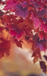 Preview wallpaper maple, autumn, maple leaves, blur, red