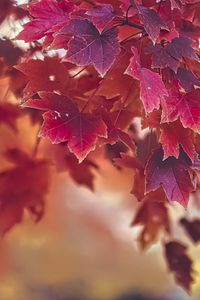 Preview wallpaper maple, autumn, maple leaves, blur, red