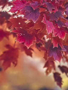 Preview wallpaper maple, autumn, maple leaves, blur, red