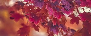 Preview wallpaper maple, autumn, maple leaves, blur, red