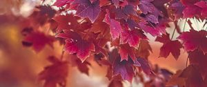 Preview wallpaper maple, autumn, maple leaves, blur, red