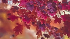 Preview wallpaper maple, autumn, maple leaves, blur, red