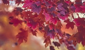 Preview wallpaper maple, autumn, maple leaves, blur, red