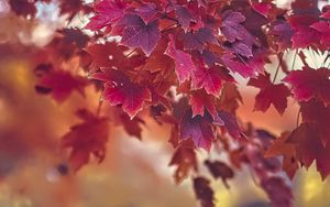 Preview wallpaper maple, autumn, maple leaves, blur, red