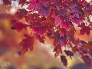 Preview wallpaper maple, autumn, maple leaves, blur, red