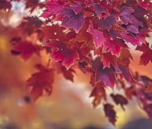 Preview wallpaper maple, autumn, maple leaves, blur, red