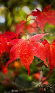 Preview wallpaper maple, autumn, maple leaves, red, macro