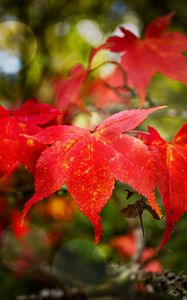 Preview wallpaper maple, autumn, maple leaves, red, macro