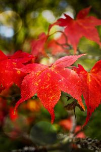 Preview wallpaper maple, autumn, maple leaves, red, macro