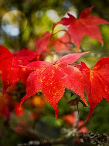 Preview wallpaper maple, autumn, maple leaves, red, macro