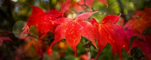 Preview wallpaper maple, autumn, maple leaves, red, macro