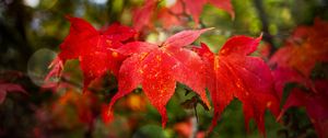 Preview wallpaper maple, autumn, maple leaves, red, macro