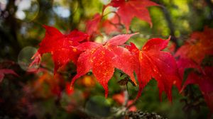 Preview wallpaper maple, autumn, maple leaves, red, macro