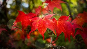 Preview wallpaper maple, autumn, maple leaves, red, macro
