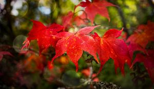 Preview wallpaper maple, autumn, maple leaves, red, macro