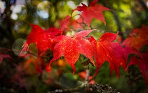 Preview wallpaper maple, autumn, maple leaves, red, macro